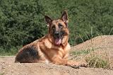 BERGER ALLEMAND 1201